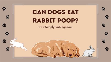 dog ate rabbit poop|rabbit poop bad for dogs.